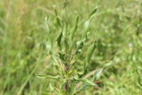 Hygrophila auriculata (Schumach.) Heine